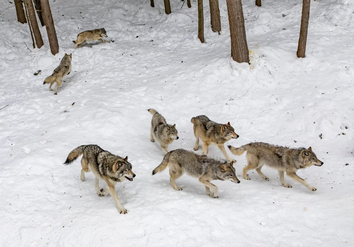 b9dc5678cee58e01e015cd6d9bf6413212357a76 Im Winter sei damit zu rechnen, dass die Glarner Wölfe auch vermehrt in Siedlungsnähe auftauchen. (Bild Unsplash)