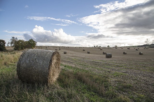 Auch die Landwirtschaft von Grosbritannien wurde vom heissen Sommer nicht verschont. (Symbolbild Pixabay)