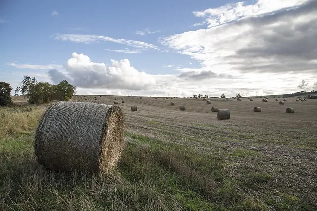 bce9ae2d95d35c21e8c6df06b3613a03dce83181 Auch die Landwirtschaft von Grosbritannien wurde vom heissen Sommer nicht verschont. (Symbolbild Pixabay)