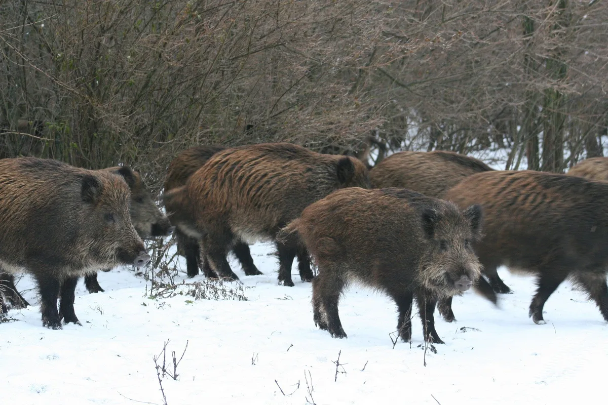 wildschweie_sorin_tincu Keine Entschädigung für Schlachthöfe bei Seuchenausbruch