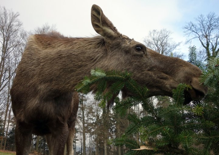 Die Zürcher Elche bekommen nur ungebrauchte Tännchen vorgesetzt – Reste von Lametta oder Wachs sind für sie gefährlich. (Bild zVg)