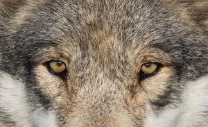 Der Wolf: Seine Regulierung steht im Mittelpunkt der Auseinandersetzungen um das neue Jagdgesetz.