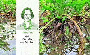 Rüben unter Wasser: Das Jahr 2024 war bisher geprägt von viel Regen und wenig stabilen Hochdruck-Wetterlagen.