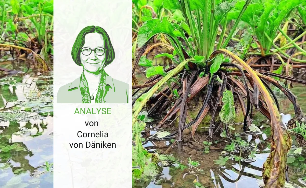 Der Wetterkrimi schlägt aufs Gemüt