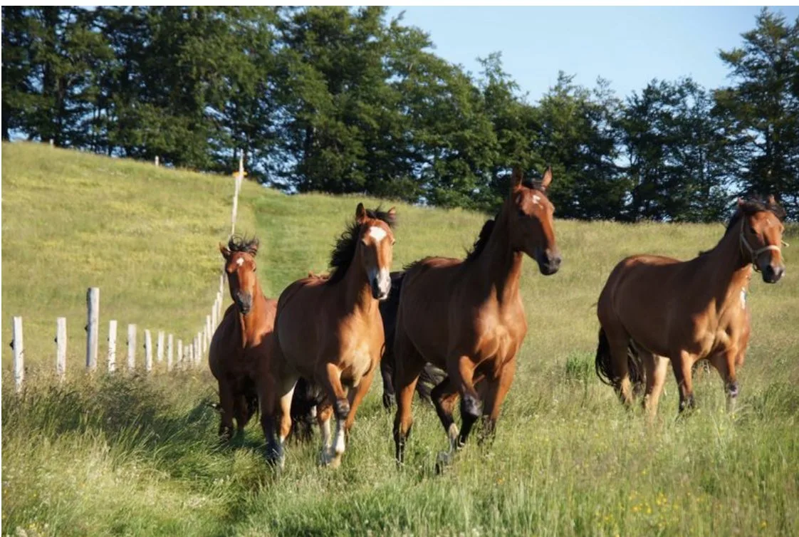 dsc_3_pferd Pferd und Gesellschaft: Beziehung mit Konfliktpotenzial
