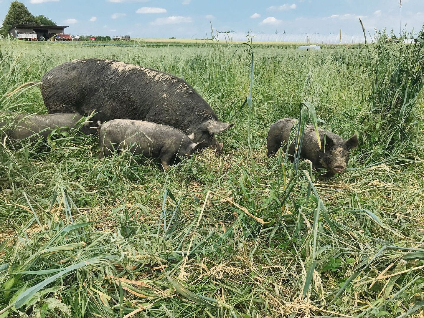 Die Berkshire-Schweine eignen sich besonders gut für die ganzjährige Haltung im Freiland.