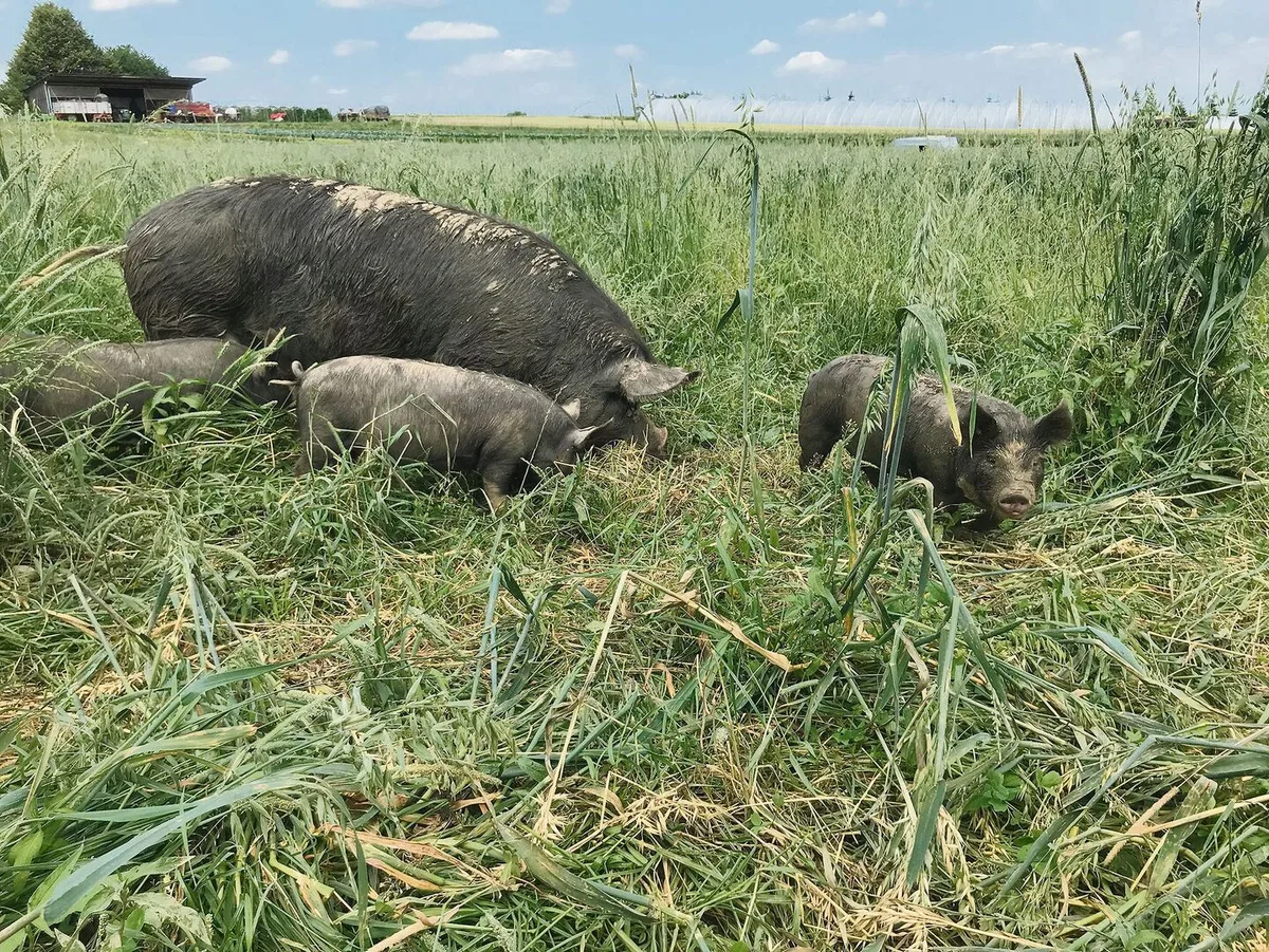 Die Berkshire-Schweine eignen sich besonders gut für die ganzjährige Haltung im Freiland.
