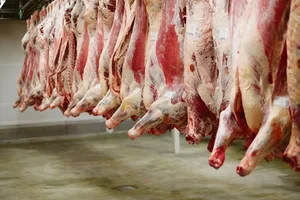Der Kanton Bern hat mit der Schliessung der Ernst Sutter AG im Emmental den letzten grossen Schlachthof verloren. Die Tiere werden fortan in umliegenden Kantonen getötet.
