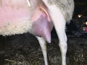 Ein solches Euter ist meist das Todesurteil.