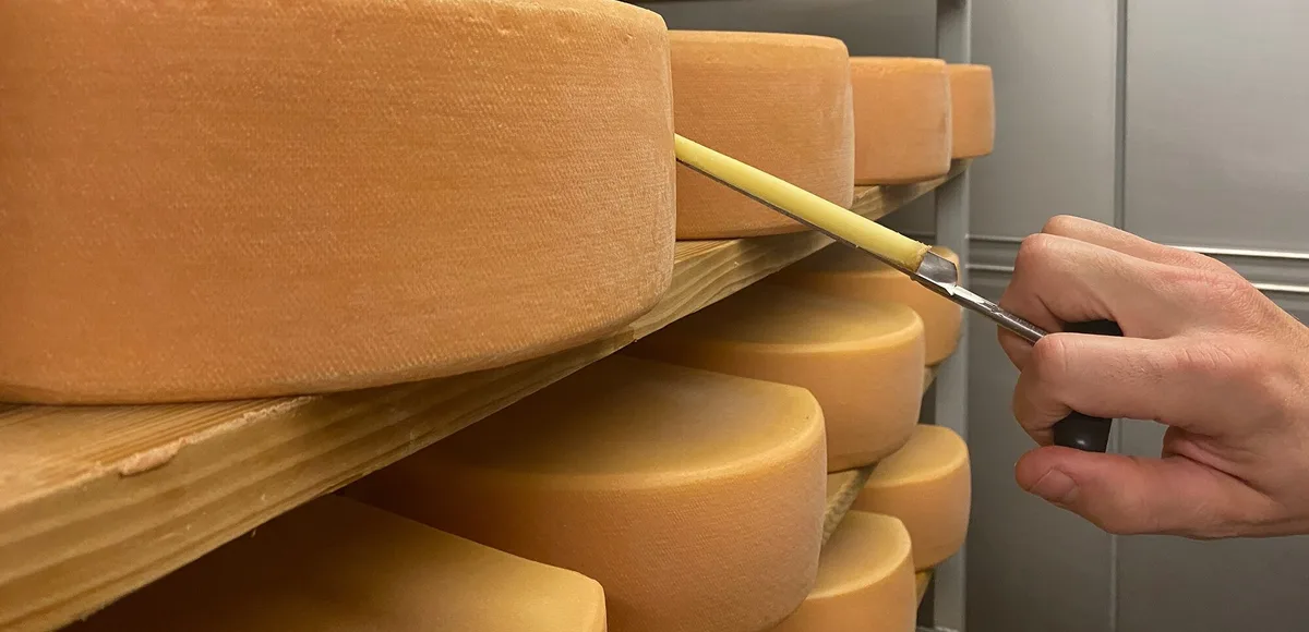 Die Bakterien im Käse stellen Vitamin K2 her – aber nicht alle Mikroorganismen produzieren es in vergleichbarer Menge. (Bild  J. Haldemann / Agroscope)
