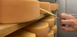 Die Bakterien im Käse stellen Vitamin K2 her – aber nicht alle Mikroorganismen produzieren es in vergleichbarer Menge. (Bild J. Haldemann / Agroscope)
