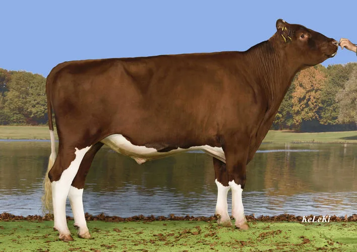 af7fd57a8ba24b87d8db4d788a037a33e5bfafd8 Renato Kilian ist neue Nummer eins, nach Exterieur beim Swiss Fleckvieh.