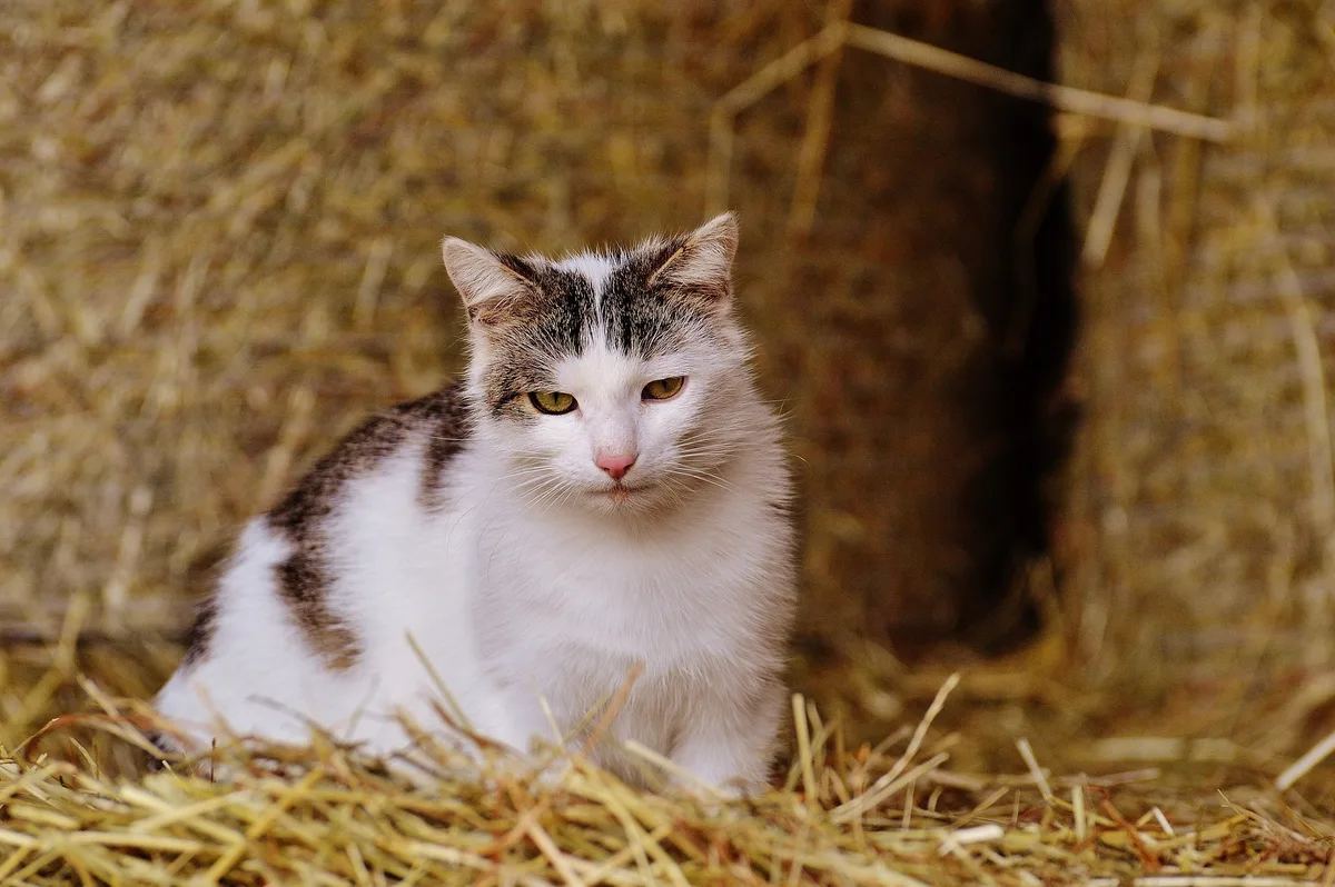 11859ebb596bff5aa0f0e3ce7128fdafbcec434c Die Investitionen in eine gute Versorgung und eine engere Beziehung zur Katze lohnen sich mehrfach: Man bekommt einen gesunden Mäusejäger und ein zutrauliches Familienmitglied. (Bilder Pixabay)