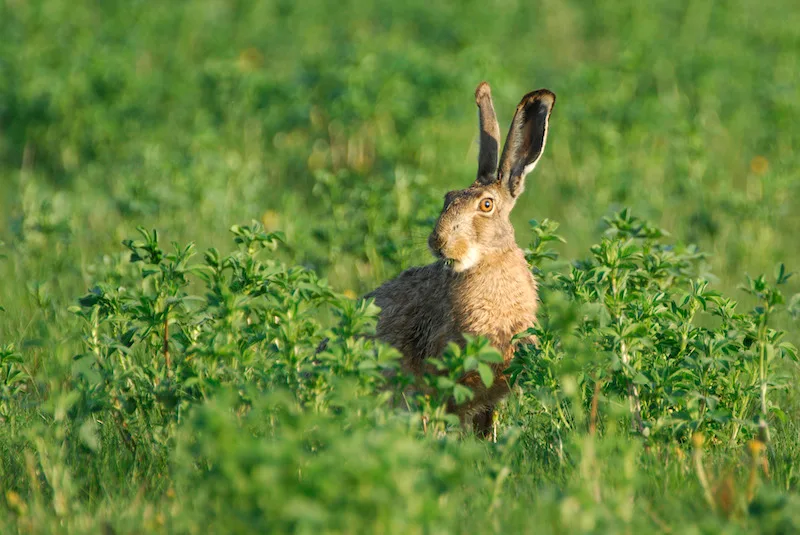 b6d2437f5ad364d99f155d294a13a16b5a7678f4 Der Schutz gefährdeter Arten wie Feldhasen würden durch die neue Gesetzgebung geschwächt, warnen Naturschutzorganisationen. (Bild zVg)