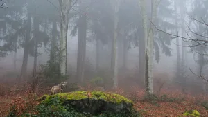 Da das Wolfsmanagement auf nationaler Ebene statt auf Ebene einer Wolfspopulation festgelegt werde, müssten laut dem Bericht der Berner Konvention kleine Bestände in kleinen Ländern immer unter Schutz gestellt werden.