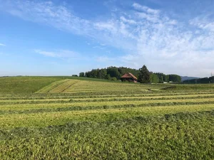 Ist es schon früh im Jahr warm, spriesst das Gras besser und kann früher geheuet werden. In den letzten beiden Jahrzehnten zeigt sich ein entsprechender Trend.