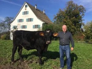 Eric Meili mit Stier Fanjo (Brown Swiss 78 % × Holstein 22 %). Fanjo erreichte in 713 Masttagen auf der Weide ohne Kraftfutter die Taxation T4, ein Lebendgewicht von 761 kg und ein Schlachtgewicht von 403 kg. Meili selber gehöre zur Klasse H4, scherzt er. (Bild Eric Meili)