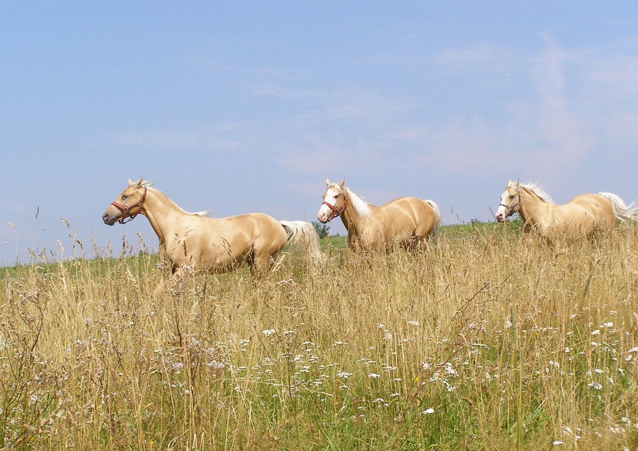 Rund zehn Pferde und Ponys waren in der Nähe der Borgloher Strasse im deutschen Wellingholzhausen entlaufen. (Bild Pixabay)