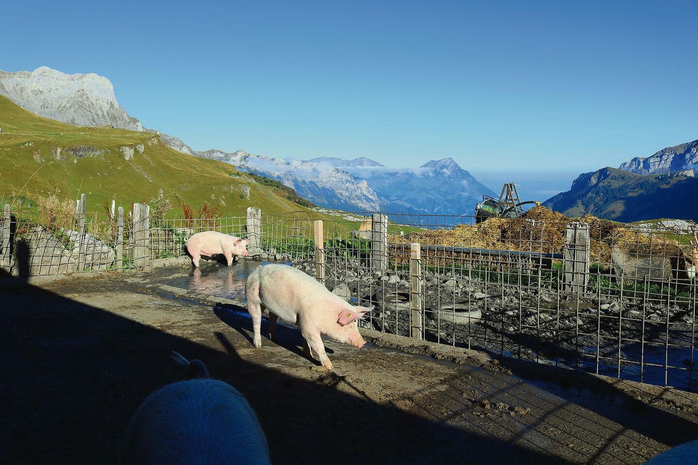 Aktuell darf das Sulbecken auf Naturboden über den Oberboden entwässert werden. Dies sollte ganzflächig erfolgen. Der Fressplatz ist betoniert und in die Güllegrube entwässert.