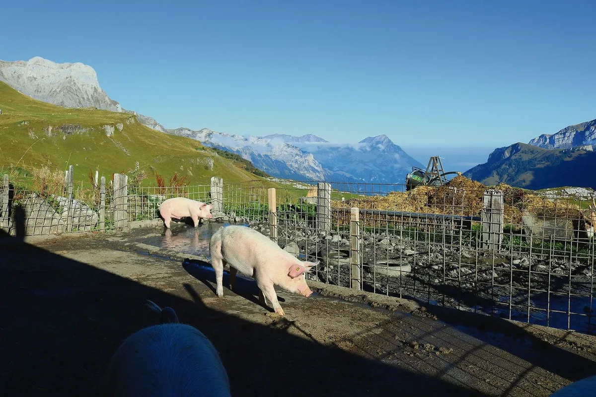 7e716fac917c019c78c866829b4615e3acada4fbbb1571cc50fb6b2e0dfaeca8 Aktuell darf das Sulbecken auf Naturboden über den Oberboden entwässert werden. Dies sollte ganzflächig erfolgen. Der Fressplatz ist betoniert und in die Güllegrube entwässert.