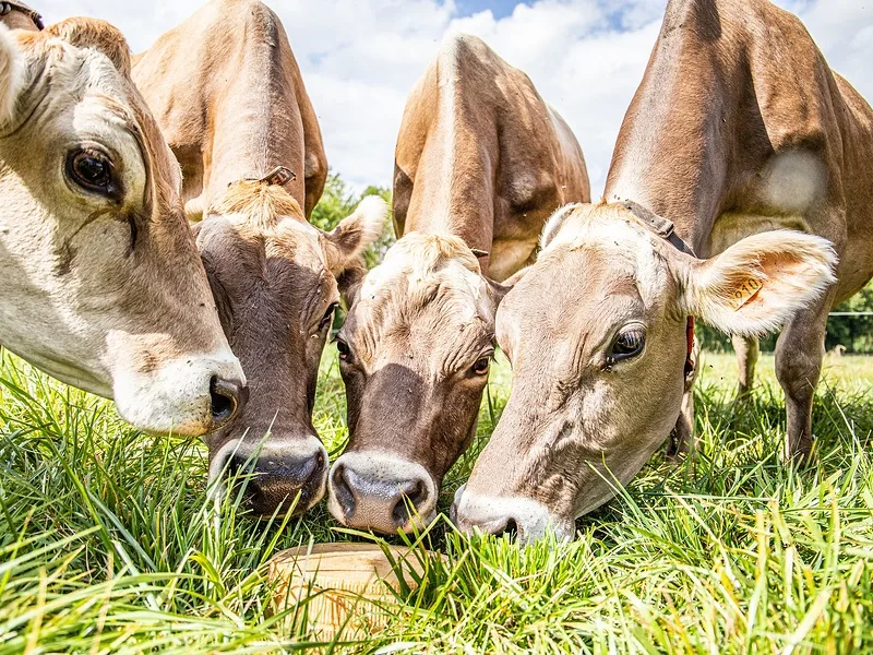 BVCH27023_Braunviehmilch_eignet_sich_hervorragend_zur_Kaeseproduktion_Foto_Florian_Delhal Erfolg mit Braunvieh-Genetik: Vom Importland Schweiz zum Exportland