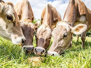 Brown Swiss wird klar positioniert.