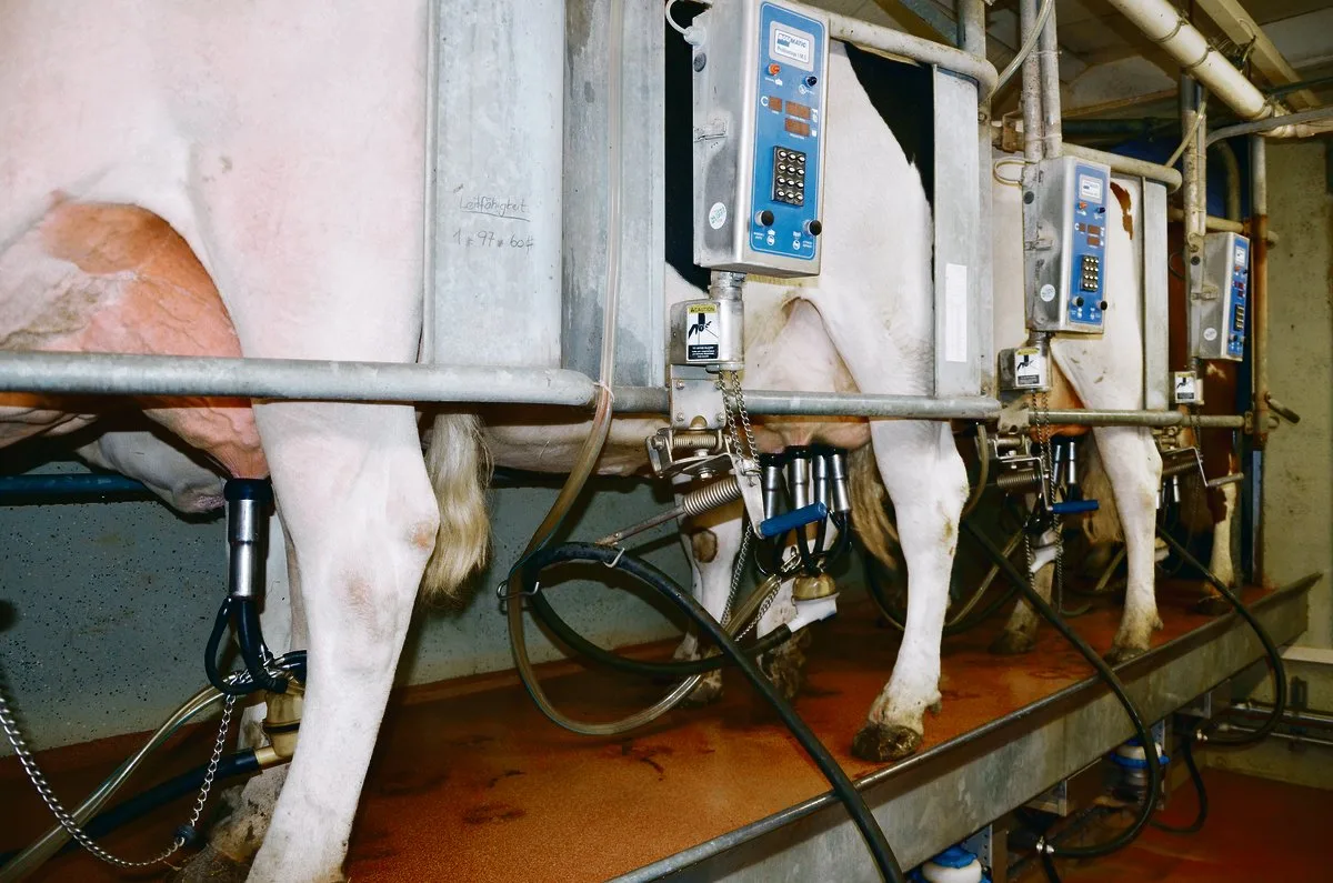 1ff638c92a1e85a59382be27c84525f3ef55c369 Bei Neuinvestitionen kommen immer seltener Melkstände zum Zug. (Bild BauZ)