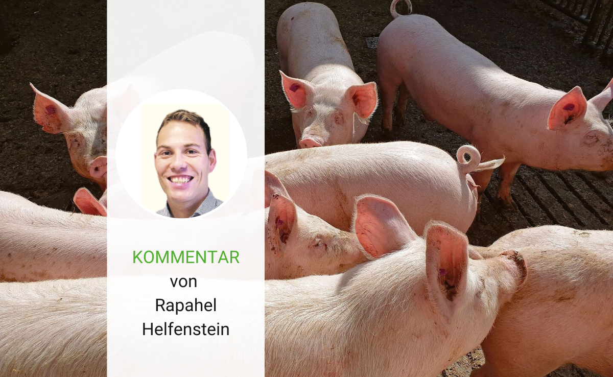 «Konkrete Massnahmen hätten die Krise im Schweinemarkt verhindern können»