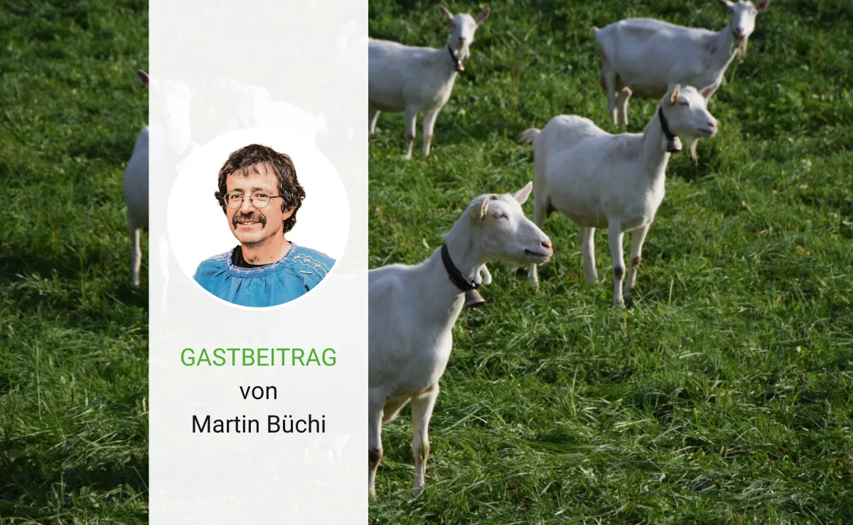 Artikel_Gastbeitrag_BauZ_BuechiGeissenmilch Ist die Produktion von Geissenmilch in der Sackgasse?