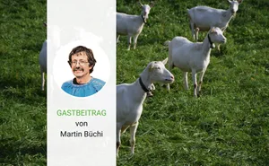Die Haltung von Kleinwiederkäuern wird wirtschaftlich gesehen zunehmend unattraktiver, findet Martin Büchi, Präsident der Bio Käserei Prättigau.