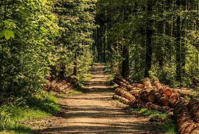 Sowohl Laub- als auch diverse Nadelbäume wurden durch die Trockenheit 2018 beeinträchtigt. (Bild Pixabay)