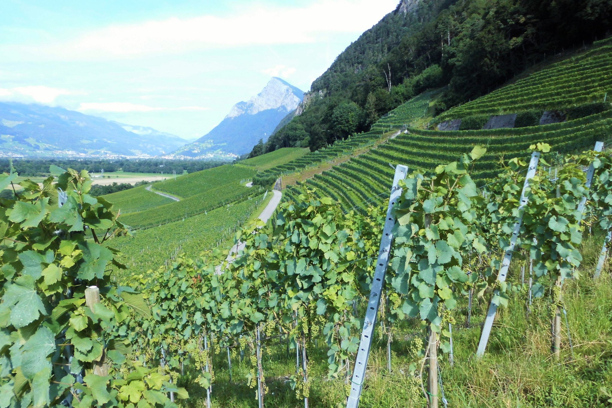 Grosse Traubenernte trotz Falschem Mehltau, Trockenheit und Hagel