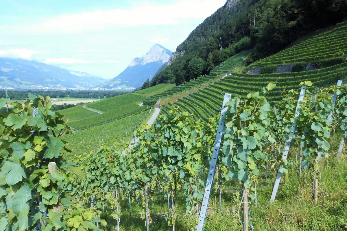 Reblage_Fla__sch_08-2021 Grosse Traubenernte trotz Falschem Mehltau, Trockenheit und Hagel