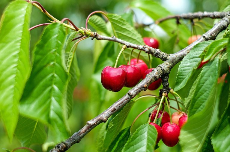 Die Kirschensaison ist eröffnet: Schweizer Obstverband erwartet gute Ernte