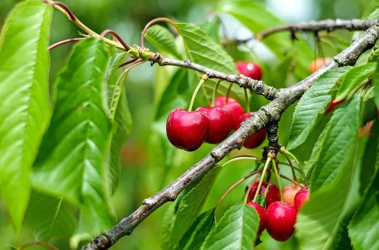 45e94929bb68c02ffed4e4d60fcb3661d7a7be09 Die Kirschensaison ist eröffnet: Schweizer Obstverband erwartet gute Ernte