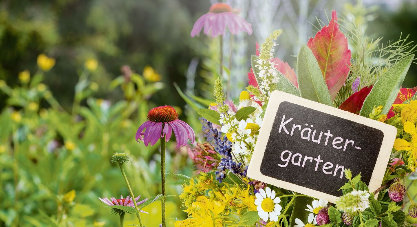Damit Kräuter üppig gedeihen, lohnt es sich, Zeit in die Planung des Gartens zu stücken. Bilder unten, von links: Liebstöckel, Ringelblumen und Salbei.