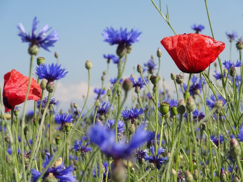 Bunt- und Rotationsbrachen sowie Säume und Nützlingsstreifen sind nicht nur wichtige Lebensräume für viele Tierarten, sondern werten auch das Landschaftsbild auf. (Bild if)