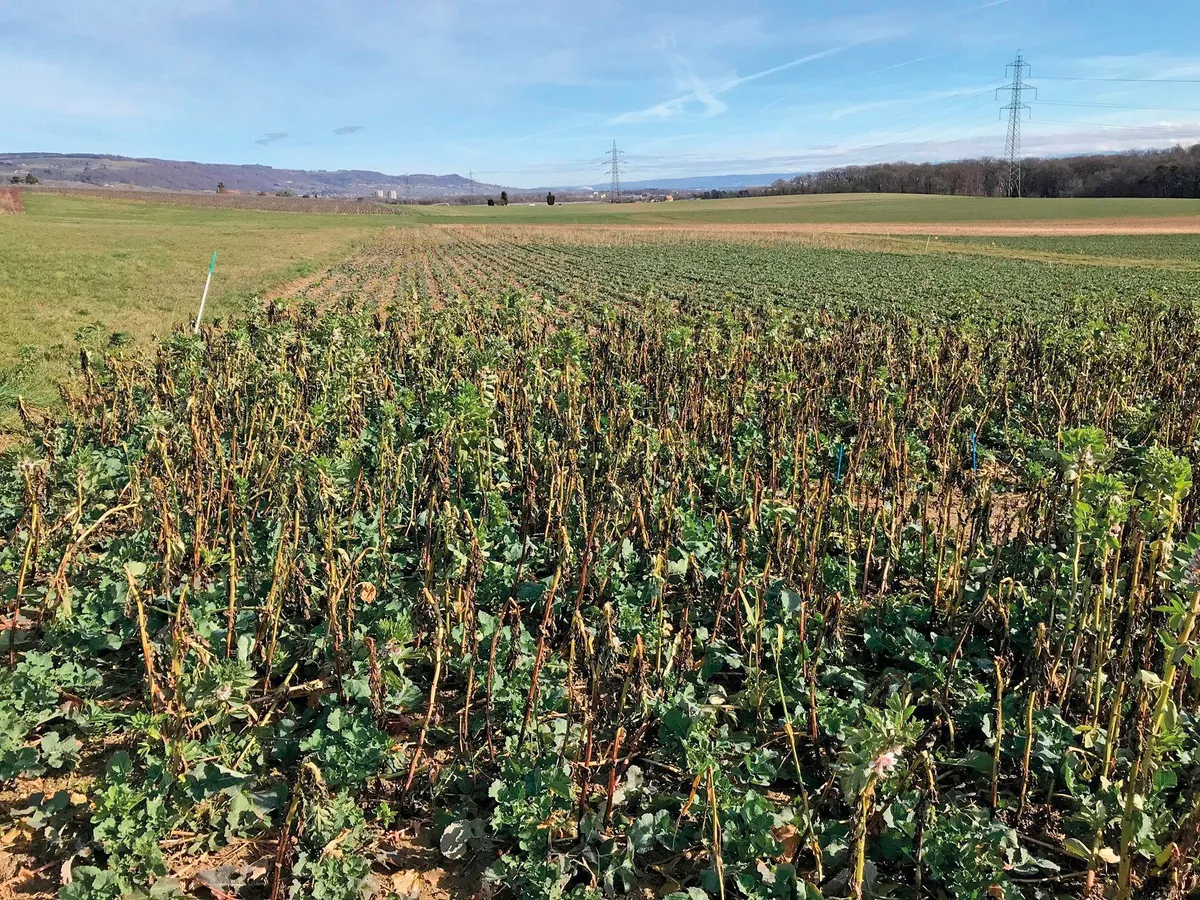c8349902e1ead1d834fdd8c4e02422f7fa76d460 Raps-Untersaat mit der Begleitpflanze Ackerbohnen am Ende des Winters, Kontrollparzelle mit reinem Raps im Hintergrund. (Bild: Agroscope, I. Hiltpold)