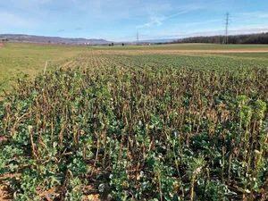 Raps-Untersaat mit der Begleitpflanze Ackerbohnen am Ende des Winters, Kontrollparzelle mit reinem Raps im Hintergrund. (Bild: Agroscope, I. Hiltpold)
