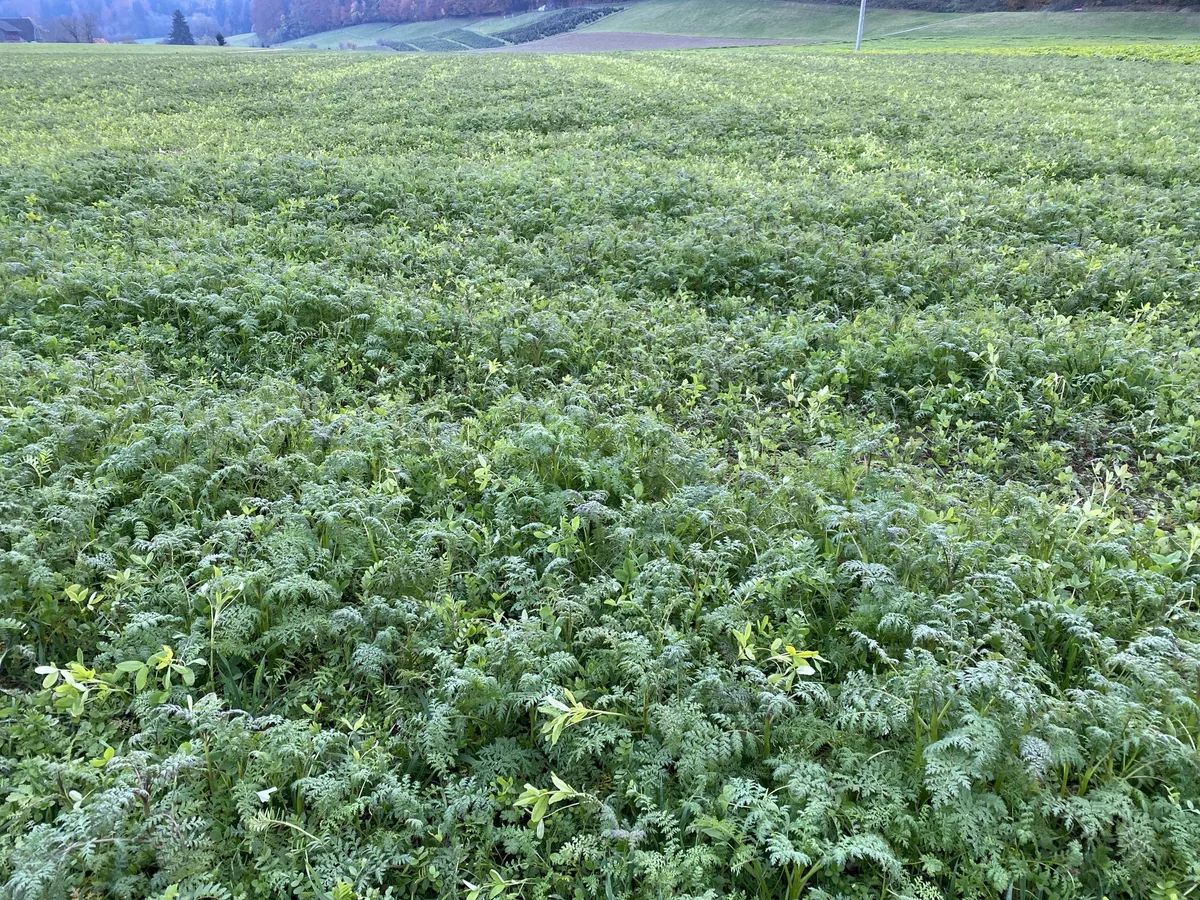 gruenduengung_herbst_5 Lieber etwas später aussäen, damit die Qualität nicht leidet