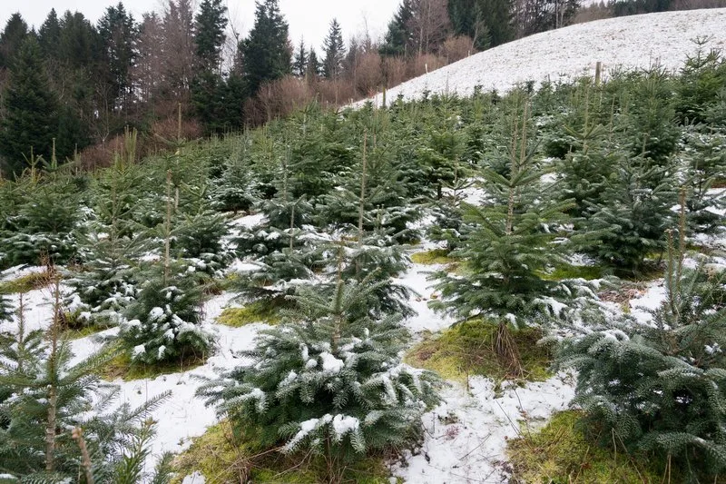 22237f81db697fc3de11fc39e5994cdb292b8ee2 Anders als beim Anbau von Tabak kann das Land bei Weihnachtsbäumen nicht innerhalb von einem Jahr auf andere Nahrungsmittelproduktion umgestellt werden. (Bild Miriam Kolmann)