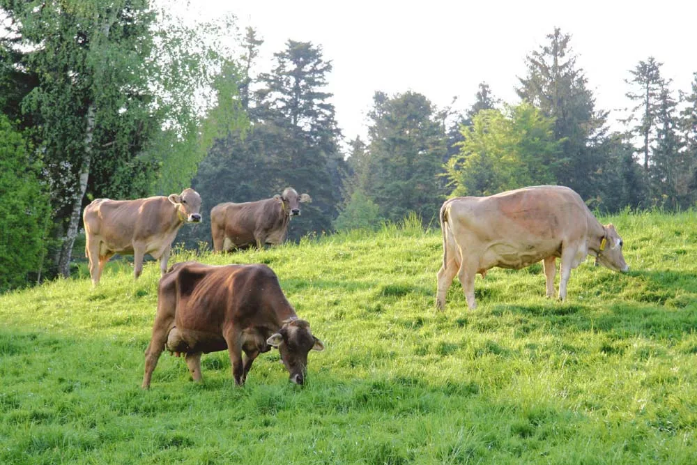 823ee3a58ddc591dd9a92a4cd3ac65bc7c5fe821 Zusammenarbeit verstärken mit neuem Namen Brown Swiss. (Bild zVg)