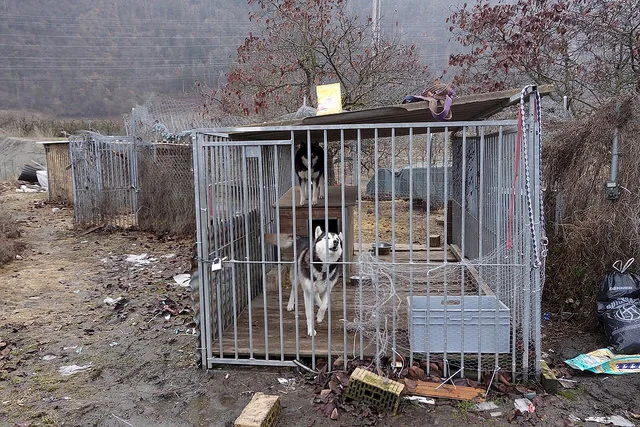 9085ac3c9b0531dce079262c4960e34fc7e27e18 Bei der STS-Fachstelle Tierschutzkontrollen gehen jährlich viele Meldungen über Verfehlungen von Tierhaltern ein. Oft betrifft es die Fehlhaltung von Hunden. (Bild/Schweizer Tierschutz STS)