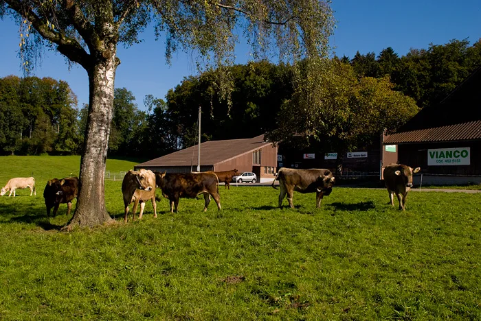 bed7bd0dde9e1d72dbb68059c3b9a27cf7c4effc Die Vianco AG will sich mit der Aquise bei den graslandbasiertern Qualitätsprogramme stärker aufstellen. (Bild Vianco)