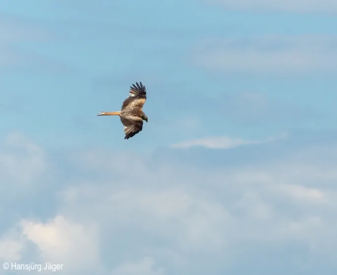 Dieser Greifvogel ist leicht erkennbar und auffällig, frisst aber weder Feldhasen noch viele Mäuse. (Bild hja)