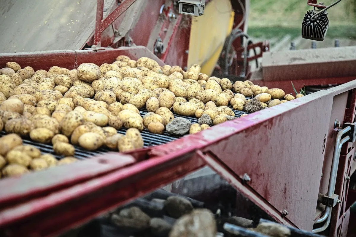 Dank mehrheitlich guten Anbaubedingungen fällt die diesjährige Kartoffelernte erfreulich aus.