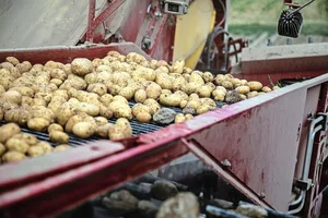 Dank mehrheitlich guten Anbaubedingungen fällt die diesjährige Kartoffelernte erfreulich aus.