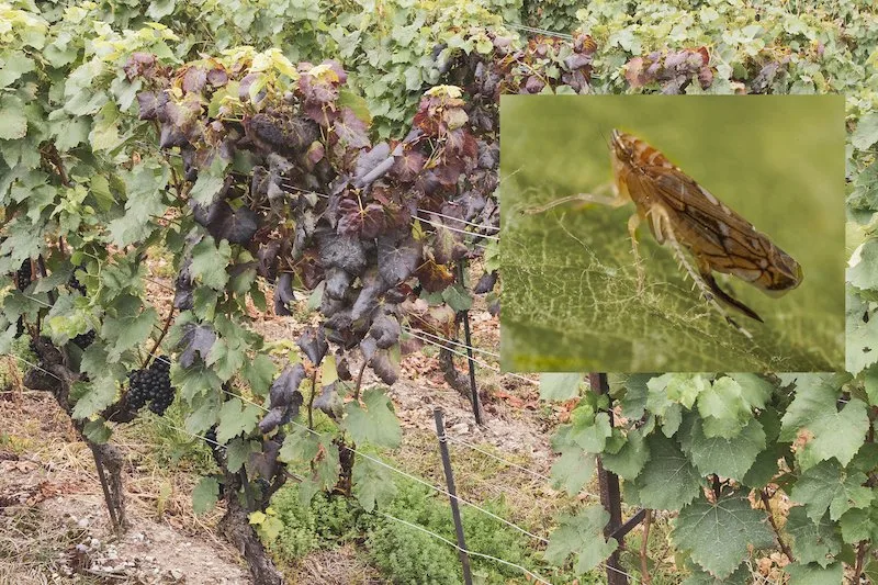 3ac1611f0ad2f0452e93d1ed67c0f401f7533410 Die Goldgelbe Vergilbung (GGV) wird durch die Phytoplasmen Candidatus Phytoplasma vitis verursacht. (Bild Agroscope)