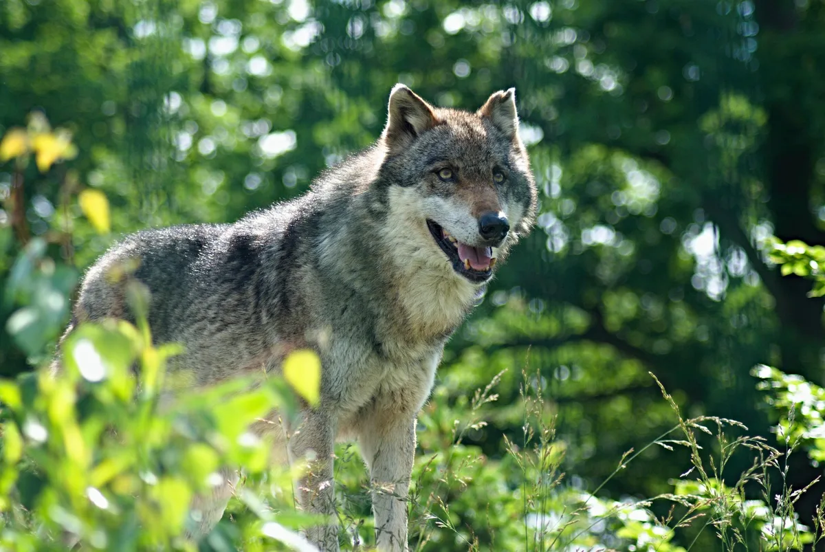 Abschuss für Einzelwolf beschlossen und für Marchairuz-Leitwolf in Arbeit
