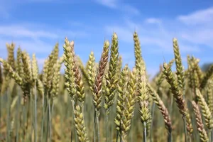 Je nach Wetter schwankt das Risiko für Mykotoxine im Getreide. Landwirt(innen) können aber im Anbau Massnahmen ergreifen, um es zu senken.